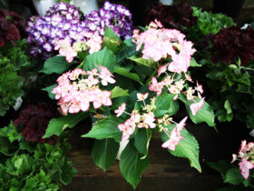 ３月入荷中の花苗の紹介