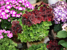 ３月入荷中の花苗の紹介