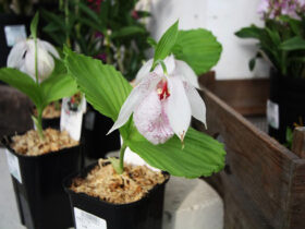 ３月入荷中の花苗の紹介