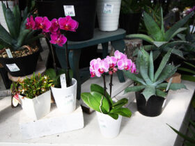 ３月入荷中の花苗の紹介