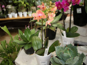 ３月入荷中の花苗の紹介