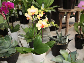 ３月入荷中の花苗の紹介