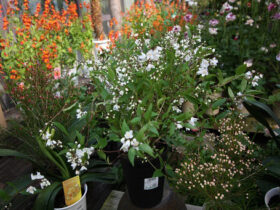 ３月入荷中の花苗の紹介