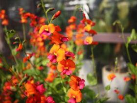 ３月入荷中の花苗の紹介