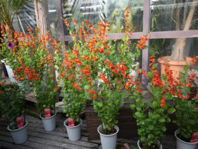 ３月入荷中の花苗の紹介