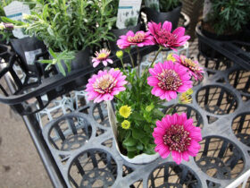 ３月入荷中の花苗の紹介
