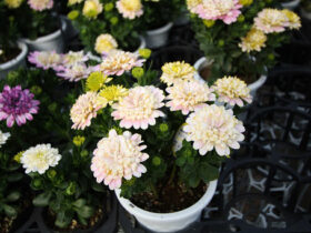 ３月入荷中の花苗の紹介