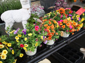 ３月入荷中の花苗の紹介