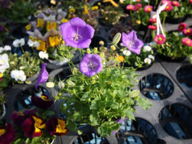 ３月入荷中の花苗の紹介