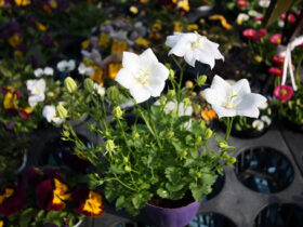 ３月入荷中の花苗の紹介