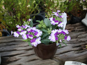 ３月入荷中の花苗の紹介