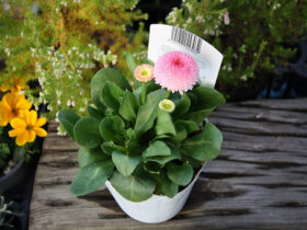 ３月入荷中の花苗の紹介