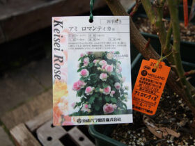 ３月入荷中の花苗の紹介