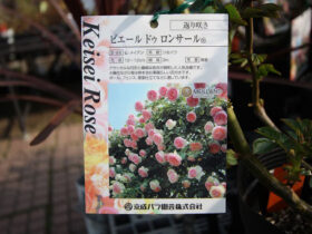 ３月入荷中の花苗の紹介