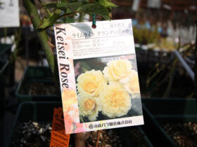 ３月入荷中の花苗の紹介