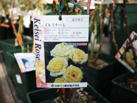 ３月入荷中の花苗の紹介