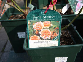 ３月入荷中の花苗の紹介