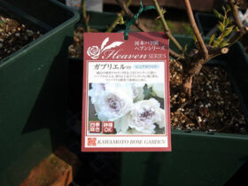 ３月入荷中の花苗の紹介