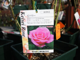 ３月入荷中の花苗の紹介