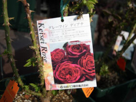３月入荷中の花苗の紹介