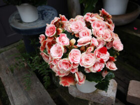 ３月入荷中の花苗の紹介