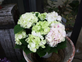 ３月入荷中の花苗の紹介