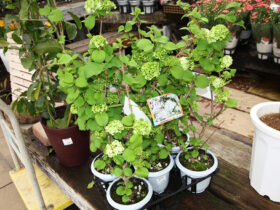 ３月入荷中の花苗の紹介
