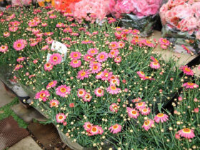 ３月入荷中の花苗の紹介