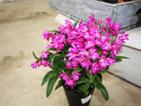 ３月入荷中の花苗の紹介