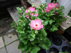 ３月入荷中の花苗の紹介