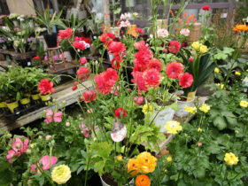 ３月入荷中の花苗の紹介
