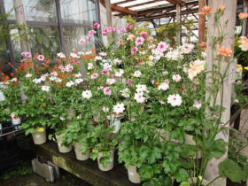 ３月入荷中の花苗の紹介