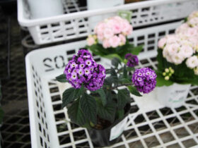 ３月入荷中の花苗の紹介