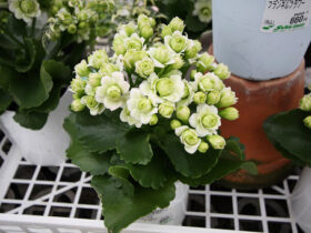 ３月入荷中の花苗の紹介