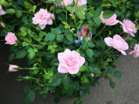 ３月入荷中の花苗の紹介