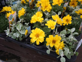 ３月入荷中の花苗の紹介