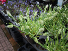 ３月入荷中の花苗の紹介