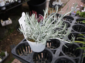 ３月入荷中の花苗の紹介