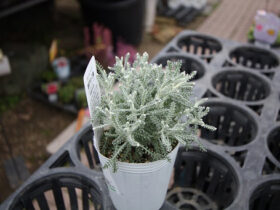 ３月入荷中の花苗の紹介