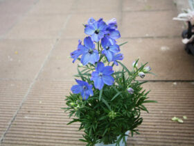 ３月入荷中の花苗の紹介