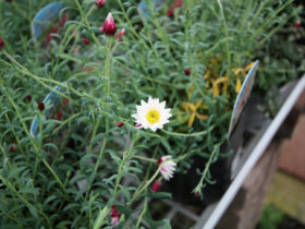 ３月入荷中の花苗の紹介