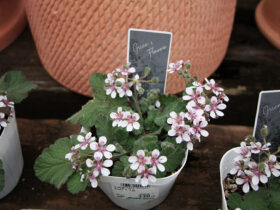 ３月入荷中の花苗の紹介