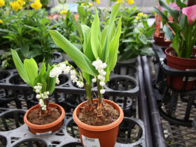 ３月入荷中の花苗の紹介
