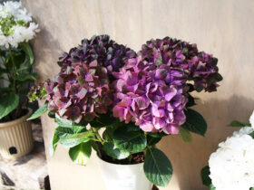 ３月入荷中の花苗の紹介