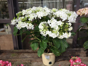 ３月入荷中の花苗の紹介