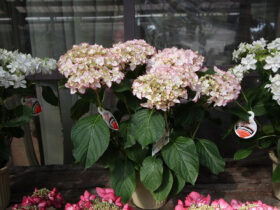 ３月入荷中の花苗の紹介