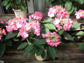 ３月入荷中の花苗の紹介