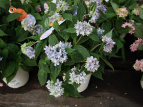 ３月入荷中の花苗の紹介