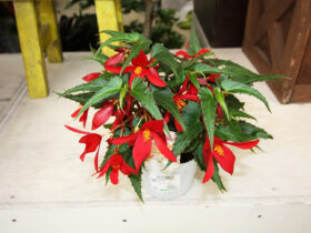 ３月入荷中の花苗の紹介