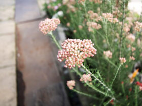 ３月入荷中の花苗の紹介